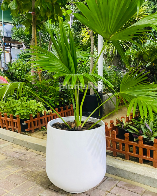 Livistonia Palm in Ceramic Pot