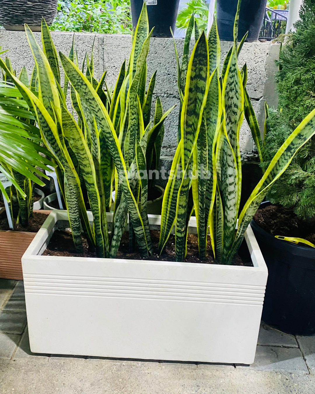 Snake Plant Medium in Rectangular Line Pot