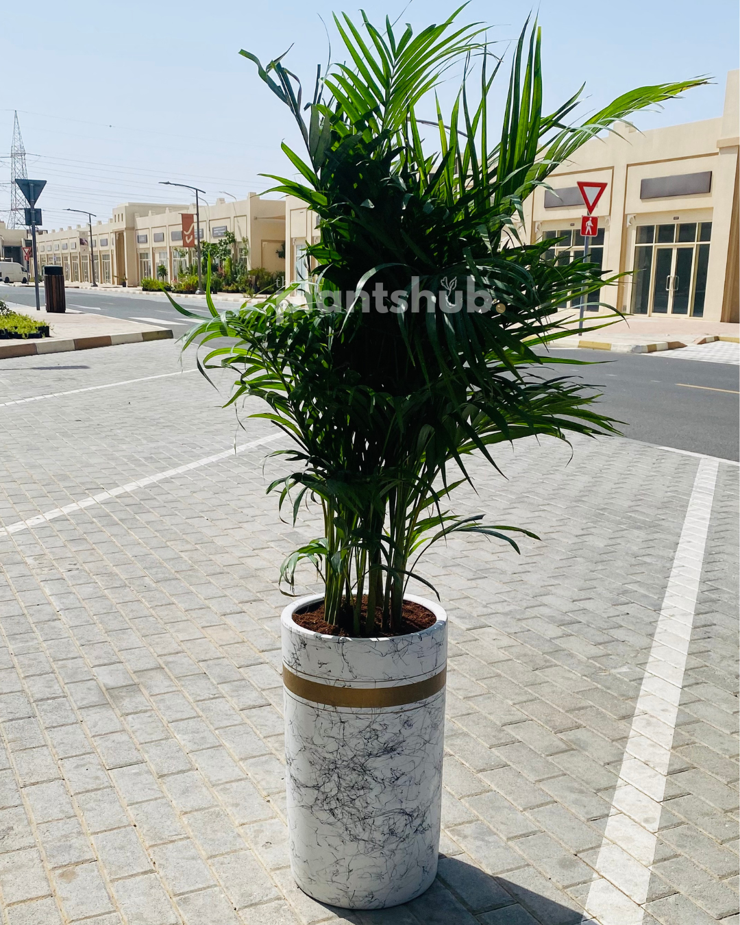 Areca Palm Large in Amber Pot