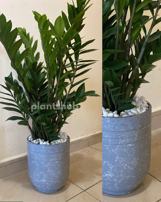 ZZ Plant Large in Ceramic Pot
