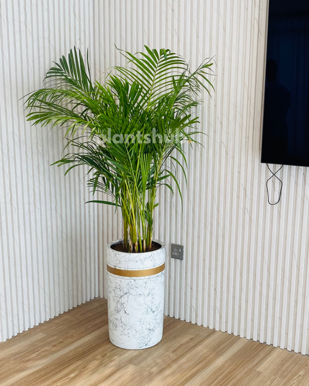 Areca Palm Large in Amber Pot