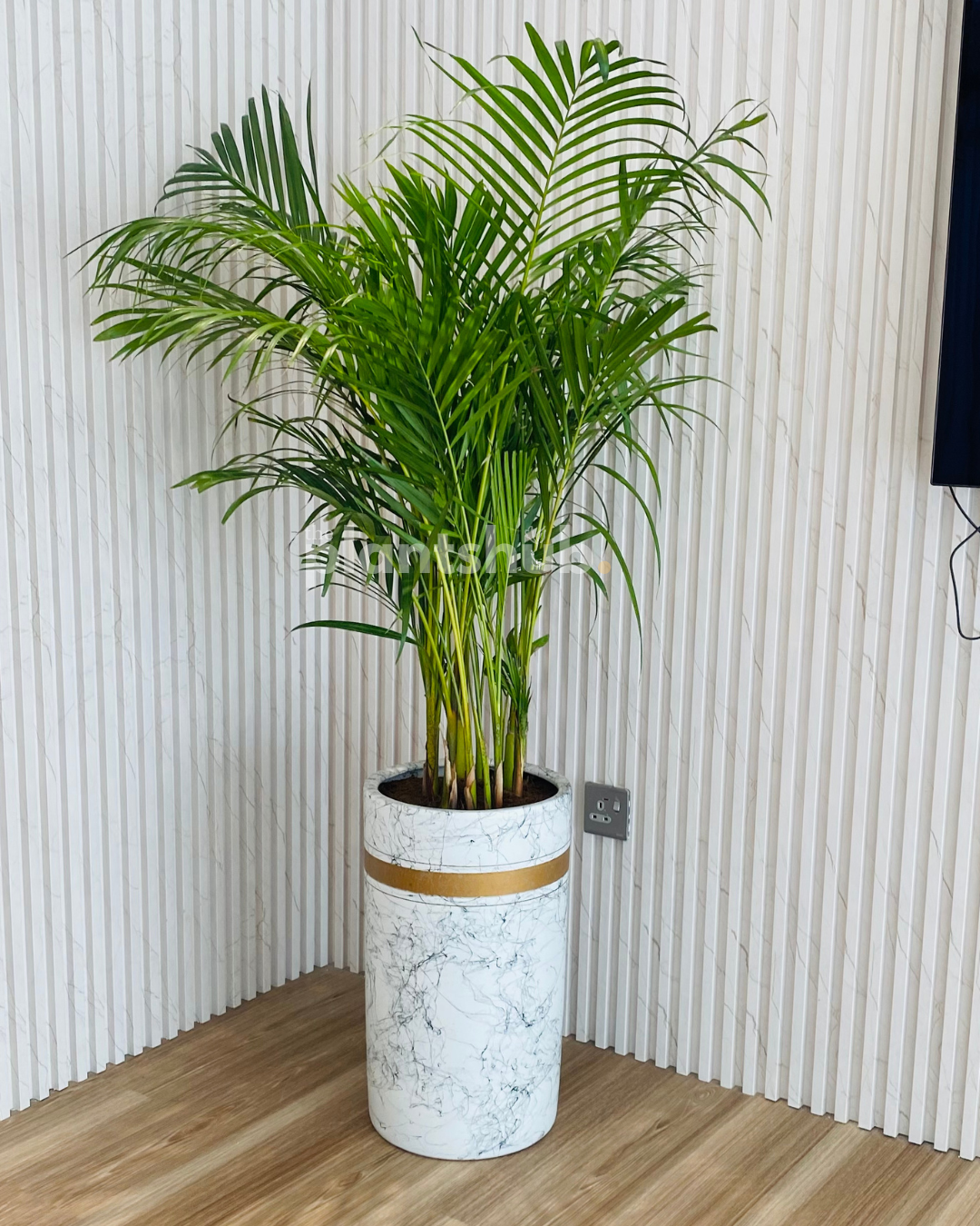 Areca Palm Large in Amber Pot