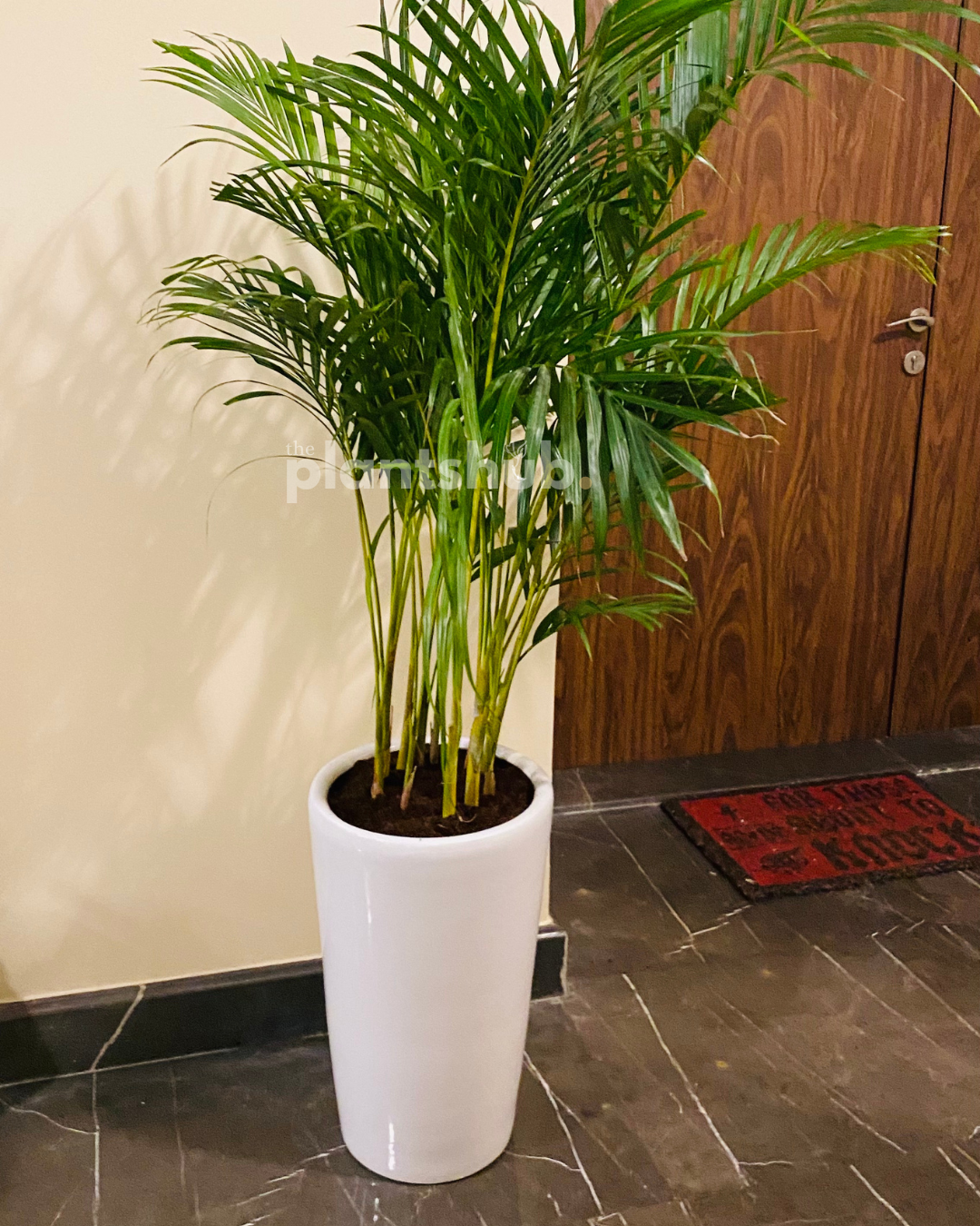 Areca Palm Large in Cane Pot