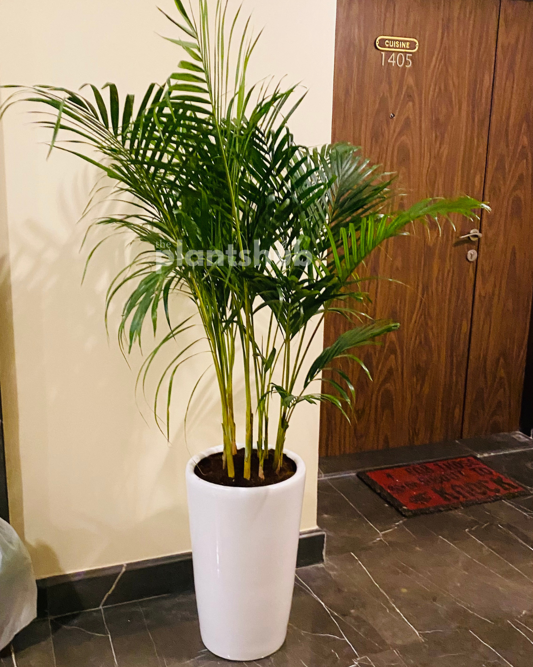 Areca Palm Large in Cane Pot