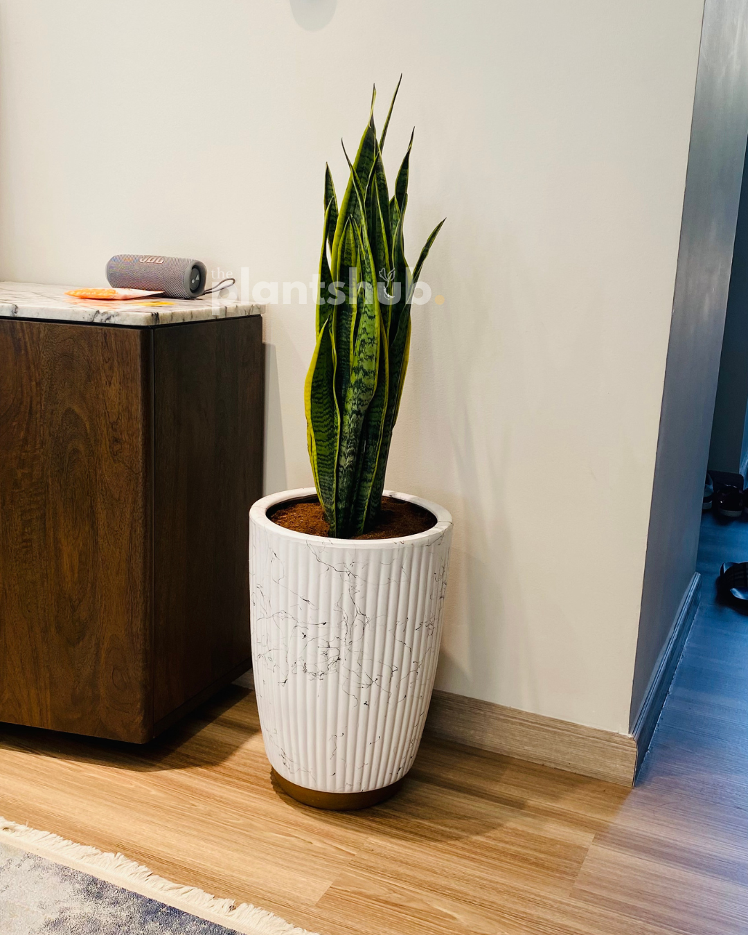 Snake Plant Large in Amber Pot