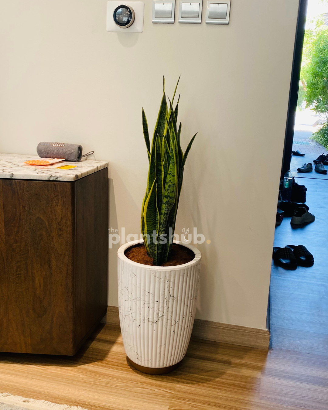 Snake Plant Large in Amber Pot