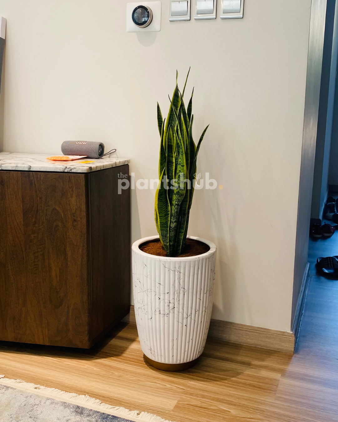 Snake Plant Large in Amber Pot