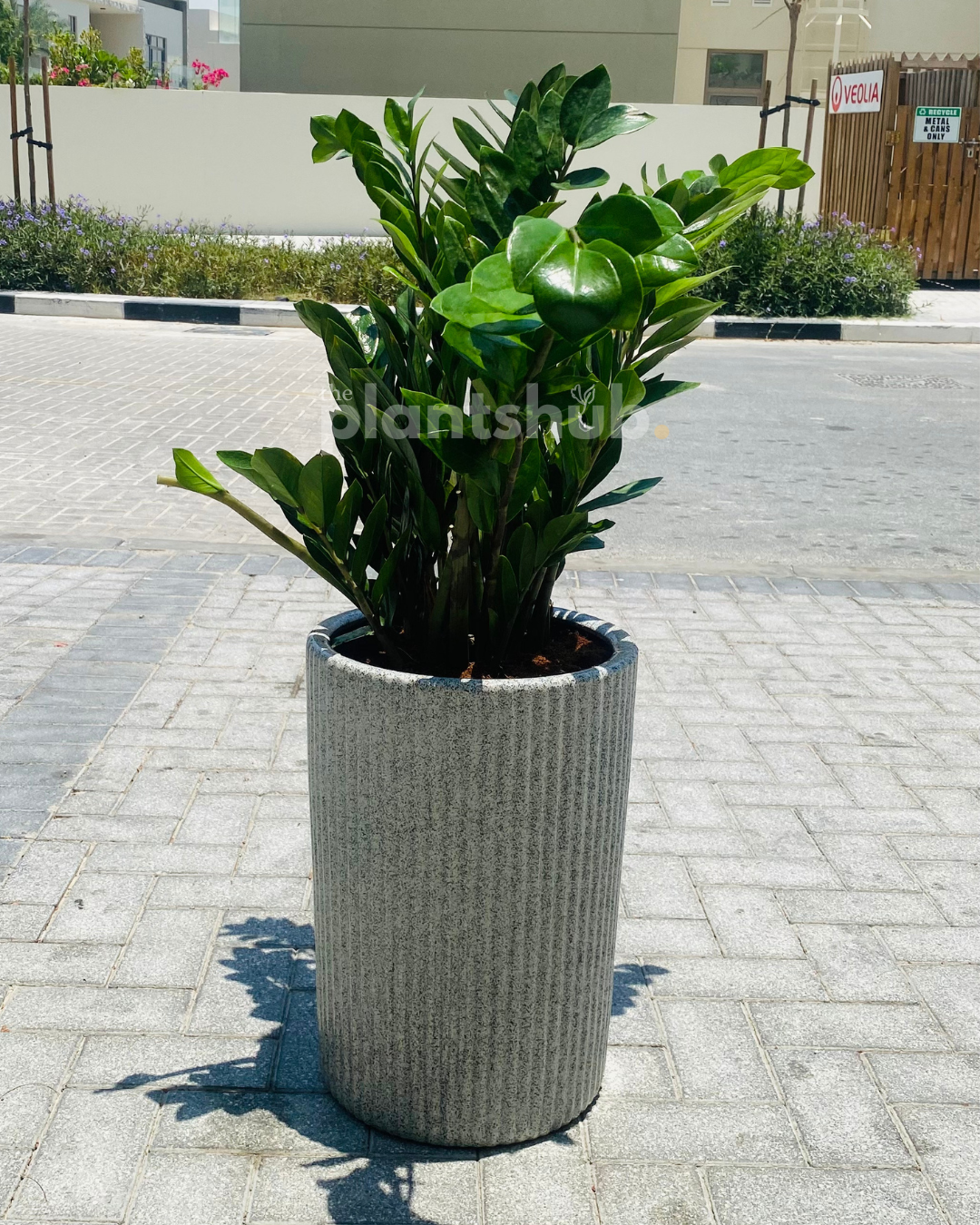 ZZ Plant Large in Texture Ceramic Pot