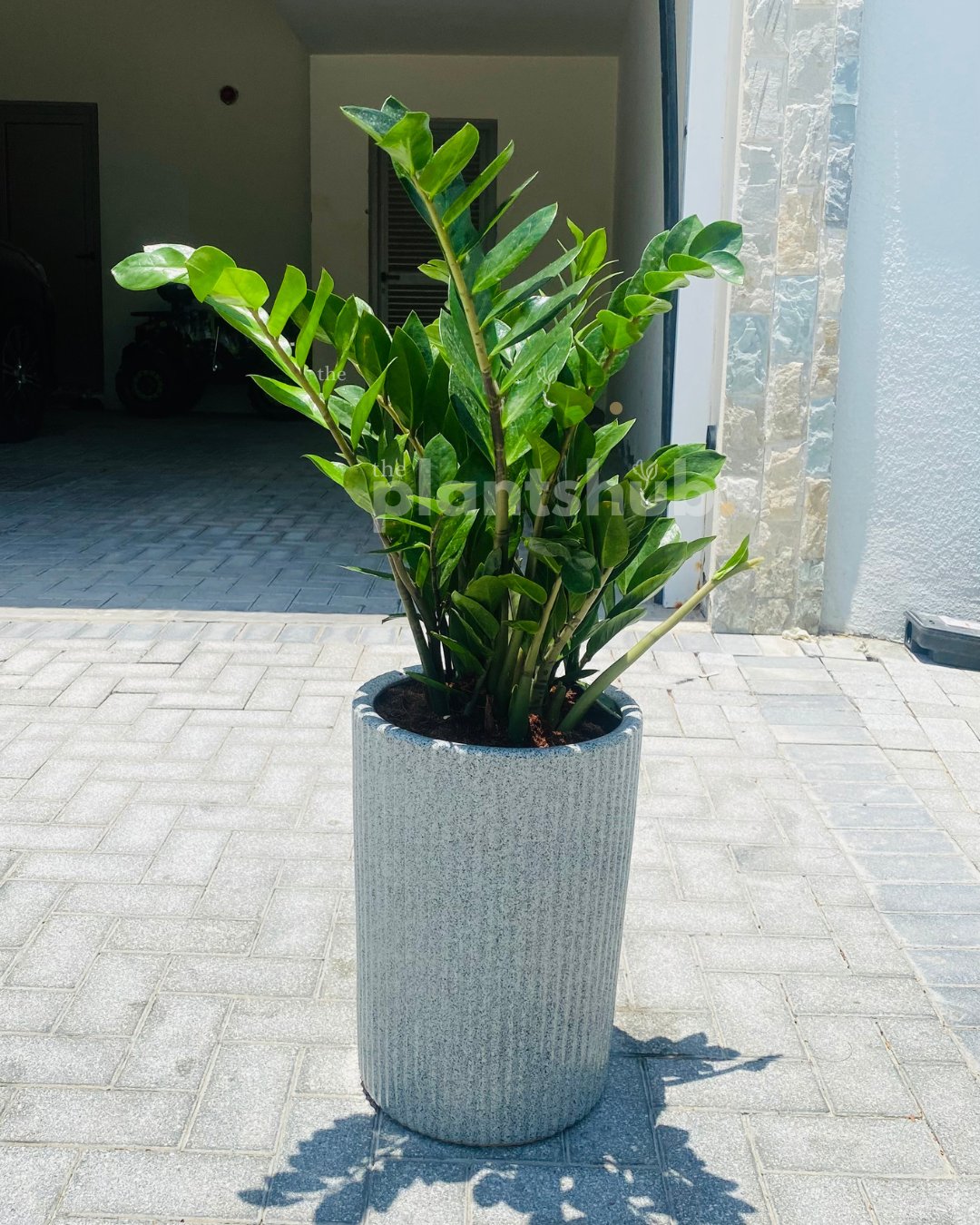 ZZ Plant Large in Texture Ceramic Pot