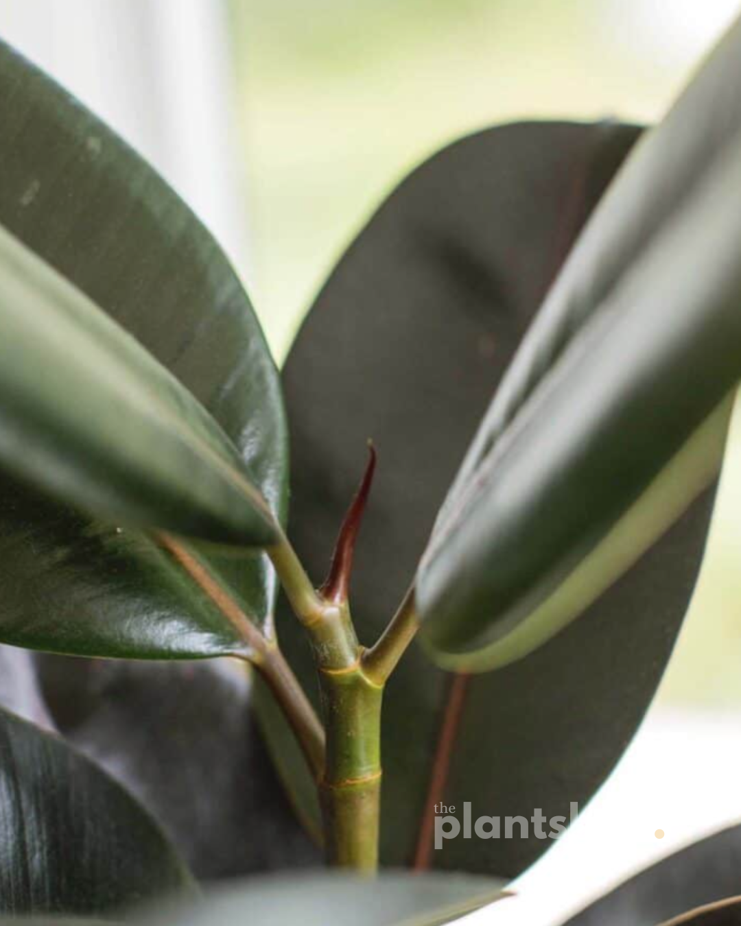 Rubber Plant