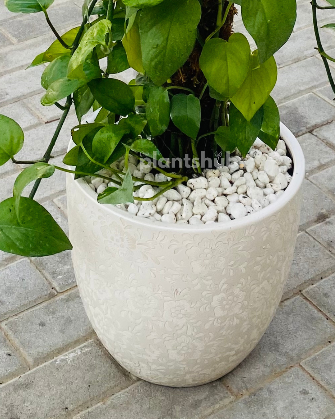 Money Plant in Textured Ceramic Pot